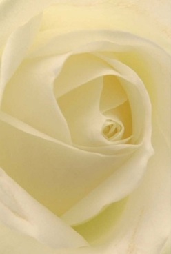 This close-up portrait of a creamy white rose unveils its very soul: a flawless swirl of ivory petals, gently curling inward with harmonious elegance. Each petal feels velvety and nearly translucent, inviting your imagination to trace its curves as if discovering secret alleys off Lower Clapton Road. The lighting is soft and natural, blending delicate cream and butter-hued undertones without a sharp line in sight. It evokes calm reflection-like pausing for a quiet moment in Springfield Park, or setting a table for a cherished anniversary. The rose's form expresses timeless grace and heartfelt intention, captured with careful detail that reveals the expertise of Lower Clapton's local florist community. Its soothing presence suggests a subtle, uplifting fragrance drifting through the air. More than mere décor, this rose embodies artful sympathy, gentle celebration, and the enduring tradition of sharing heartfelt bouquets throughout Lower Clapton and Hackney.